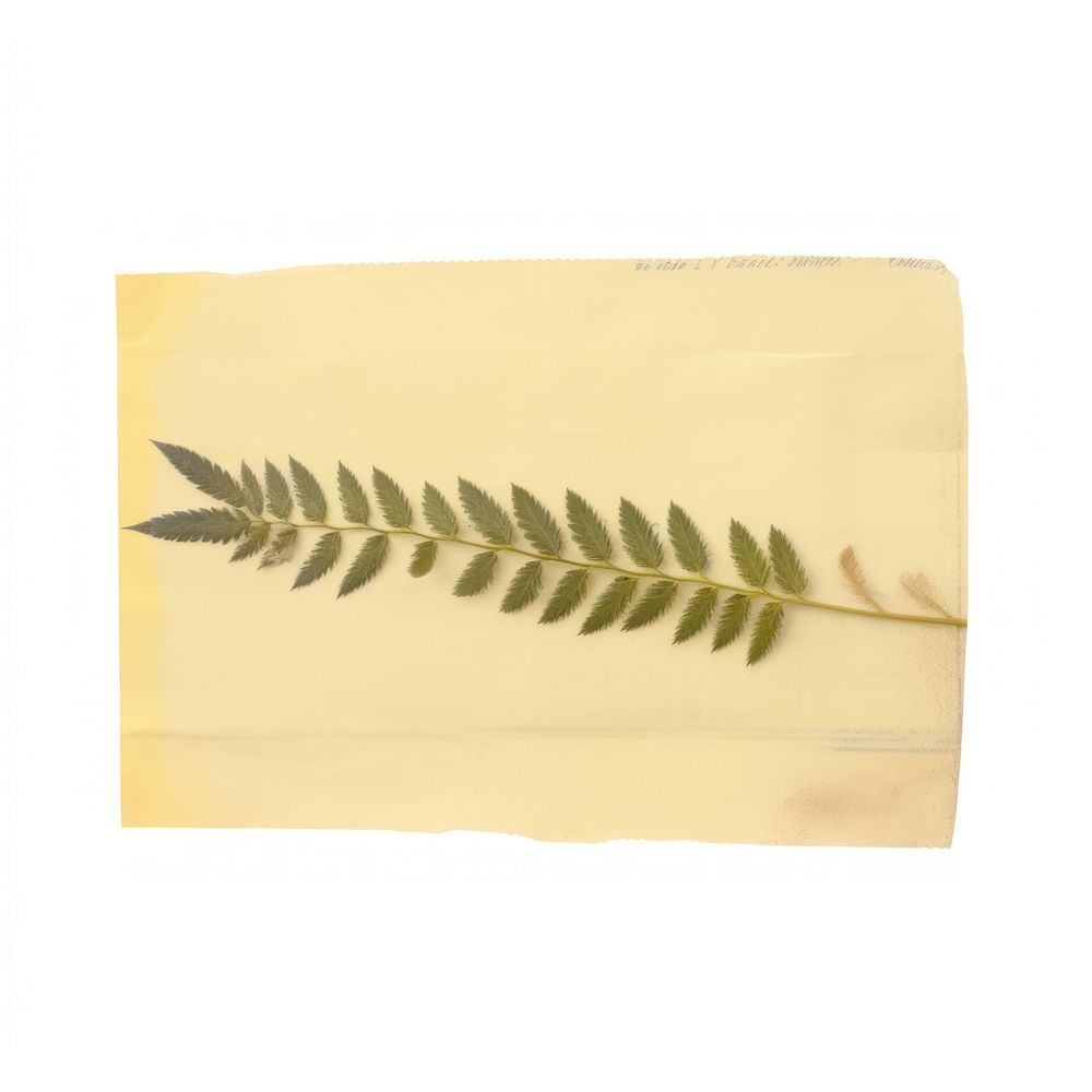 Mimosa leaf ephemera paper napkin plant.