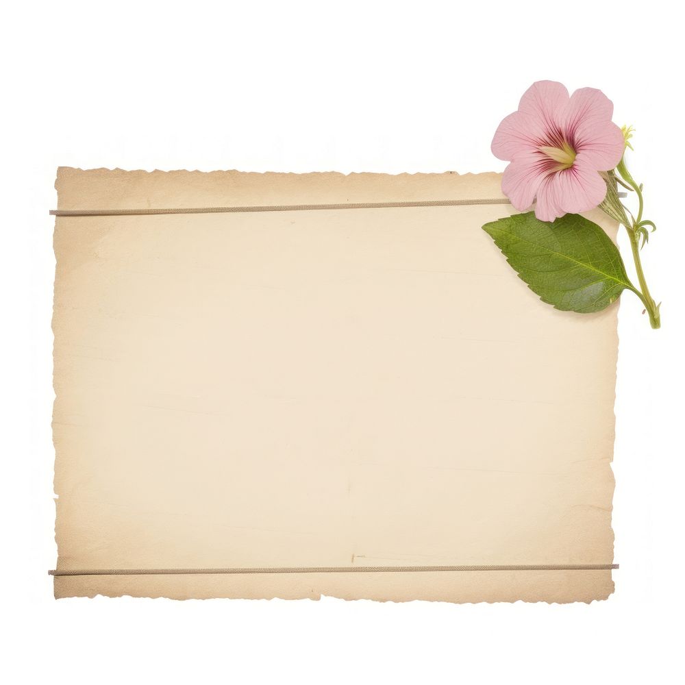 Petunia ephemera letterbox document blossom.