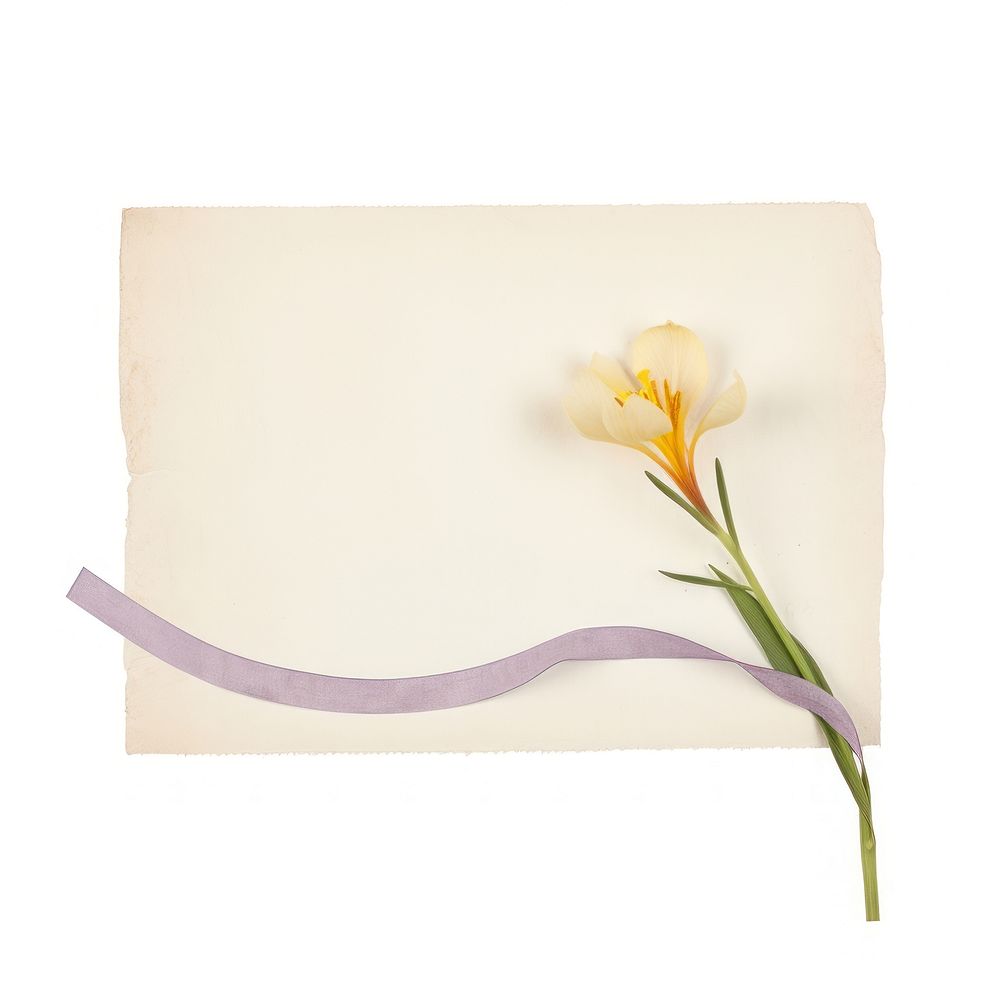 Crocus ephemera envelope daffodil blossom.