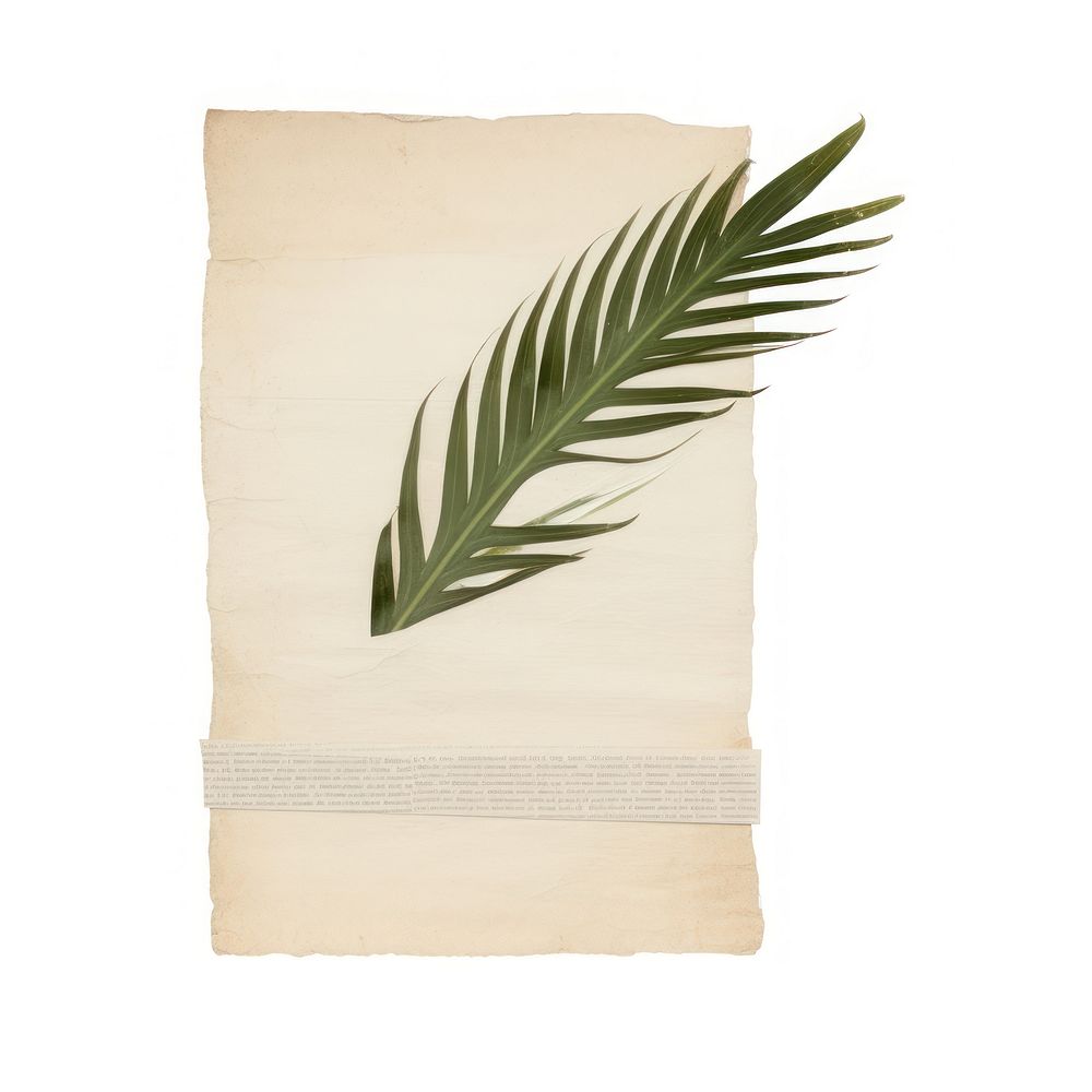 Palm leaves ephemera towel plant leaf.