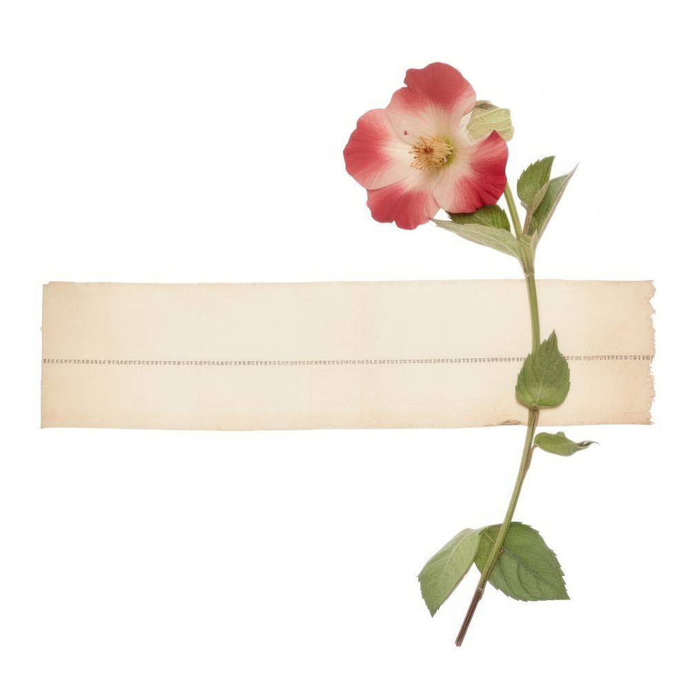 Rose of sharon ephemera letterbox hibiscus blossom.