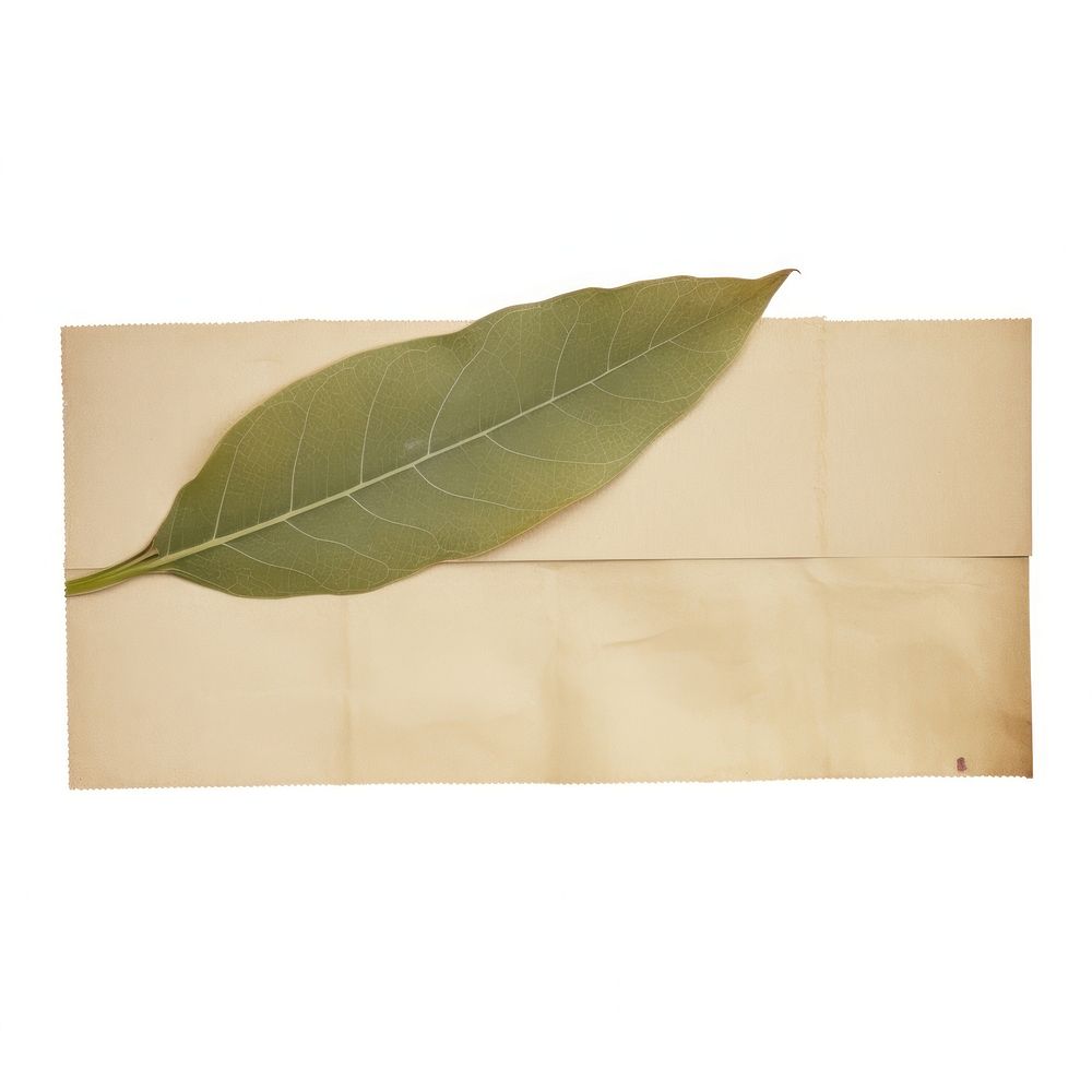 Fig leaf ephemera paper envelope plant.