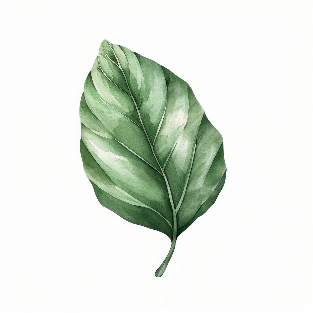 Aesthetic leaf in boho art herbal plant.