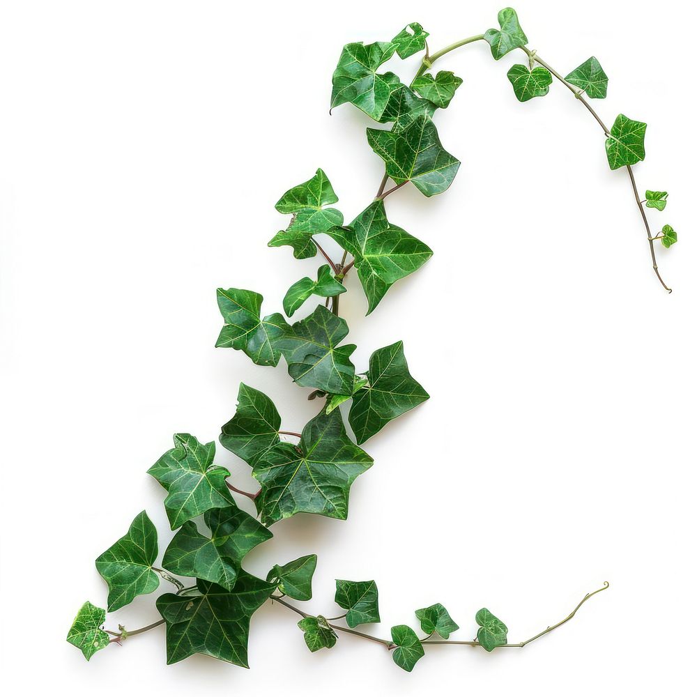 Photo Ivy branch ivy plant | Free Photo - rawpixel