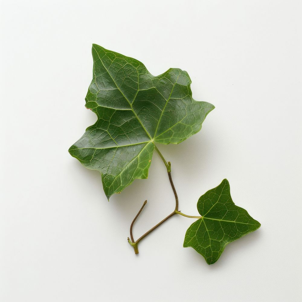 Photo of Ivy Leaf leaf ivy plant.