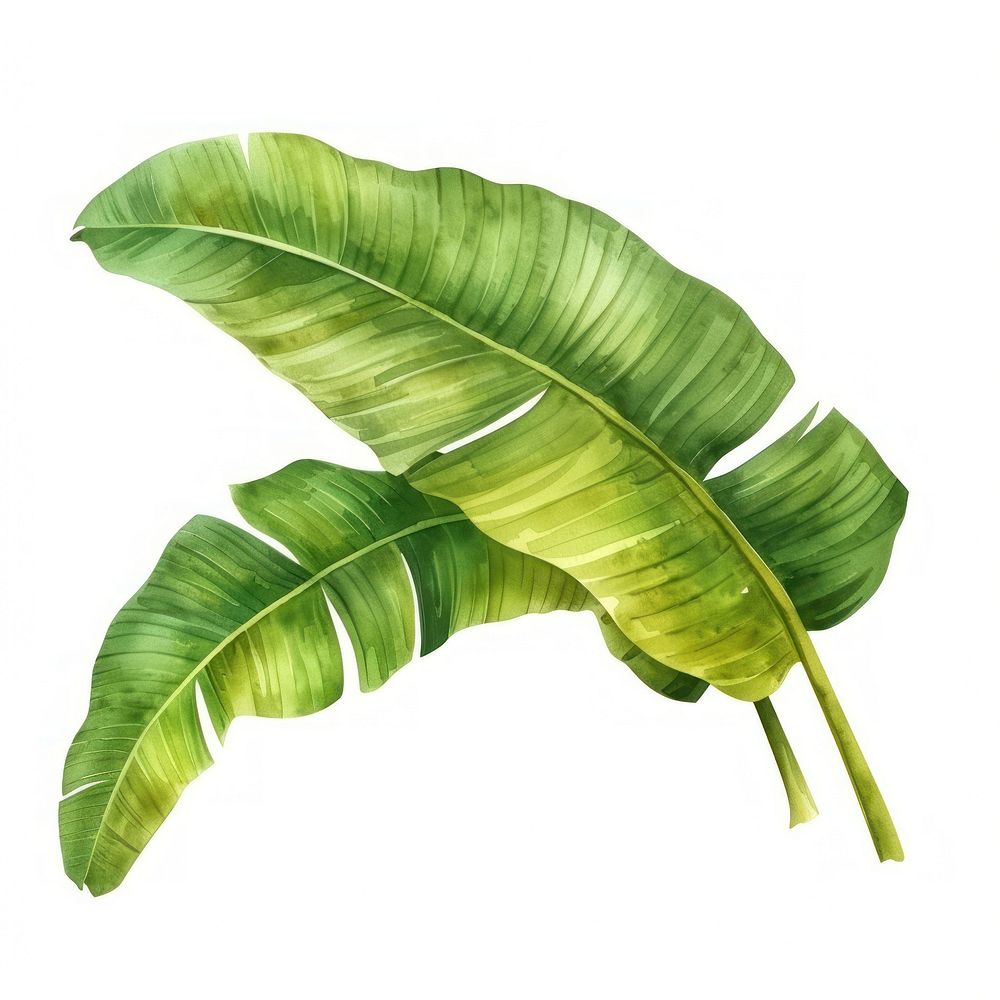 Banana leaves plant leaf fern.