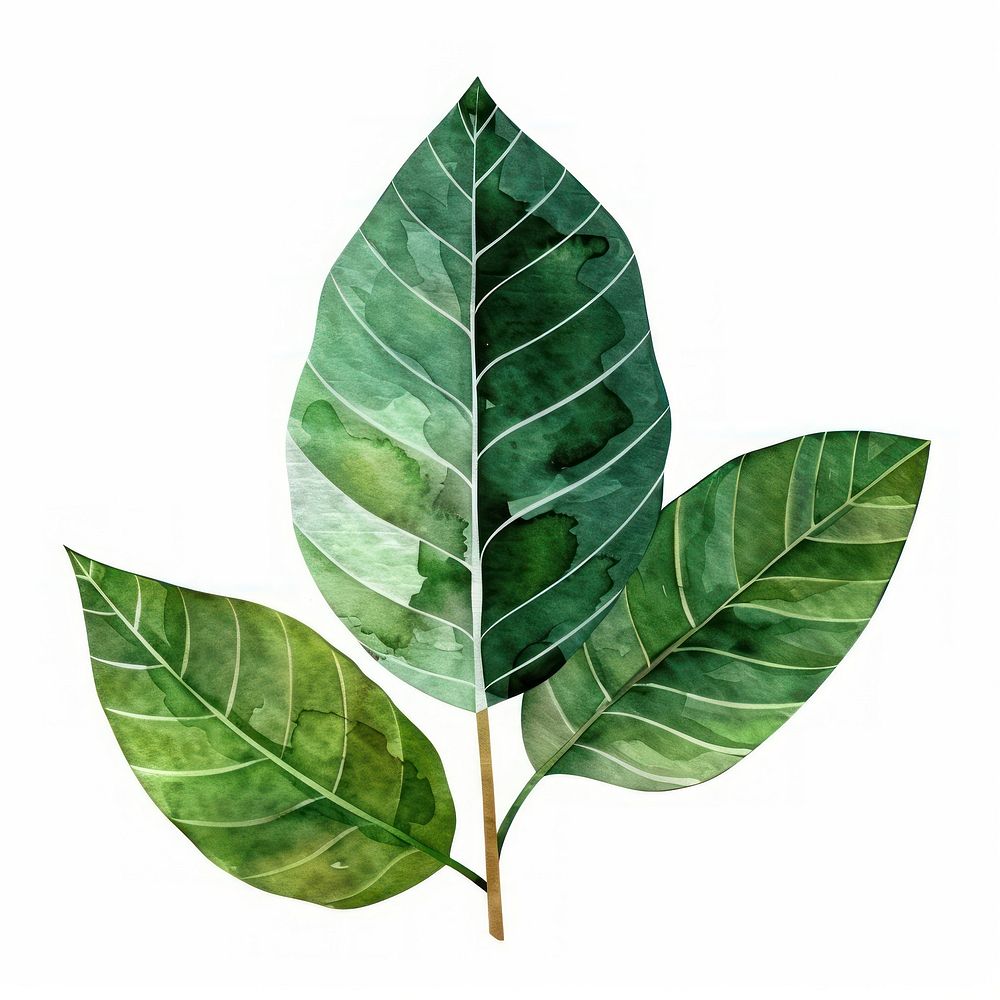 Cute tropical leaves tobacco plant leaf.