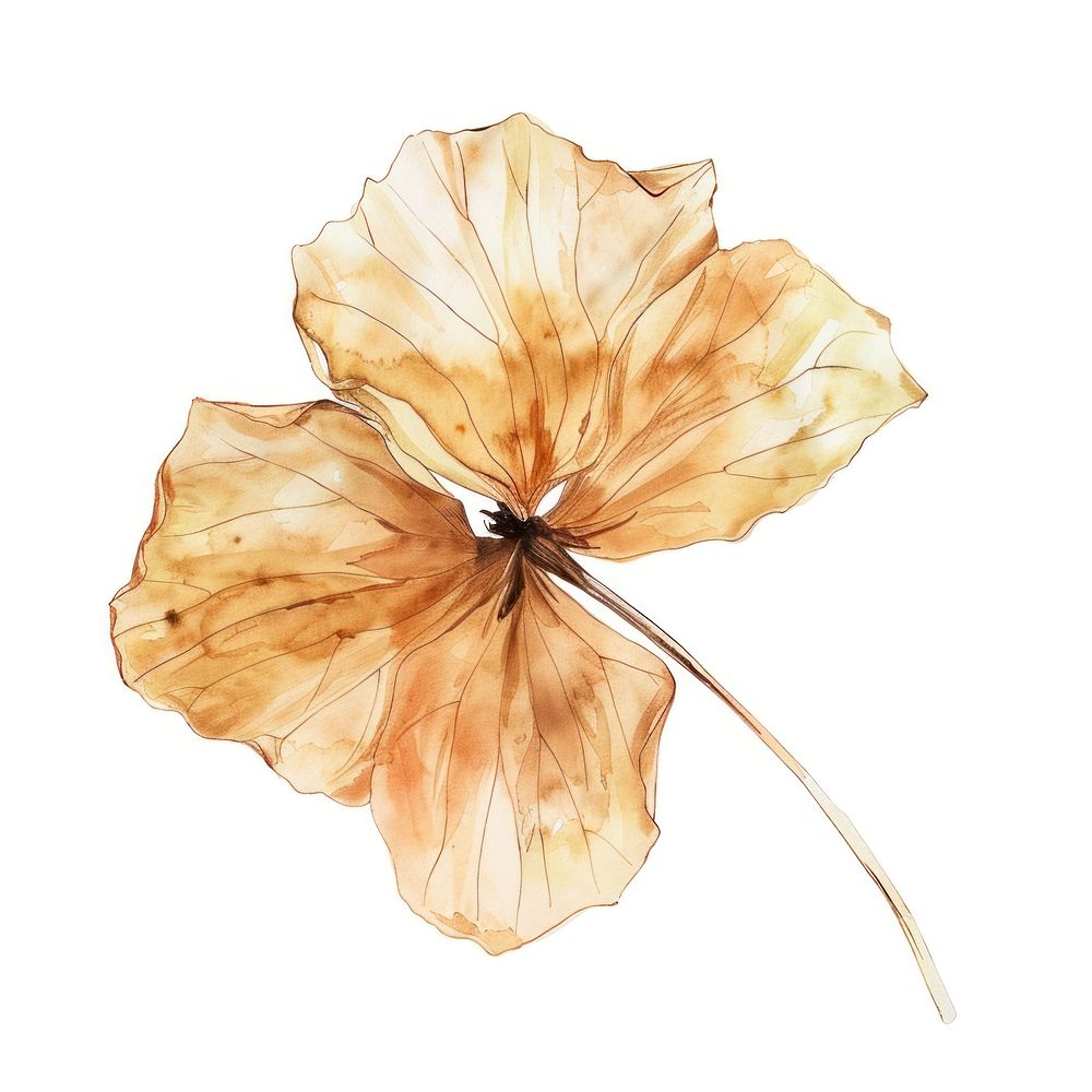 Dried flower accessories accessory hibiscus.