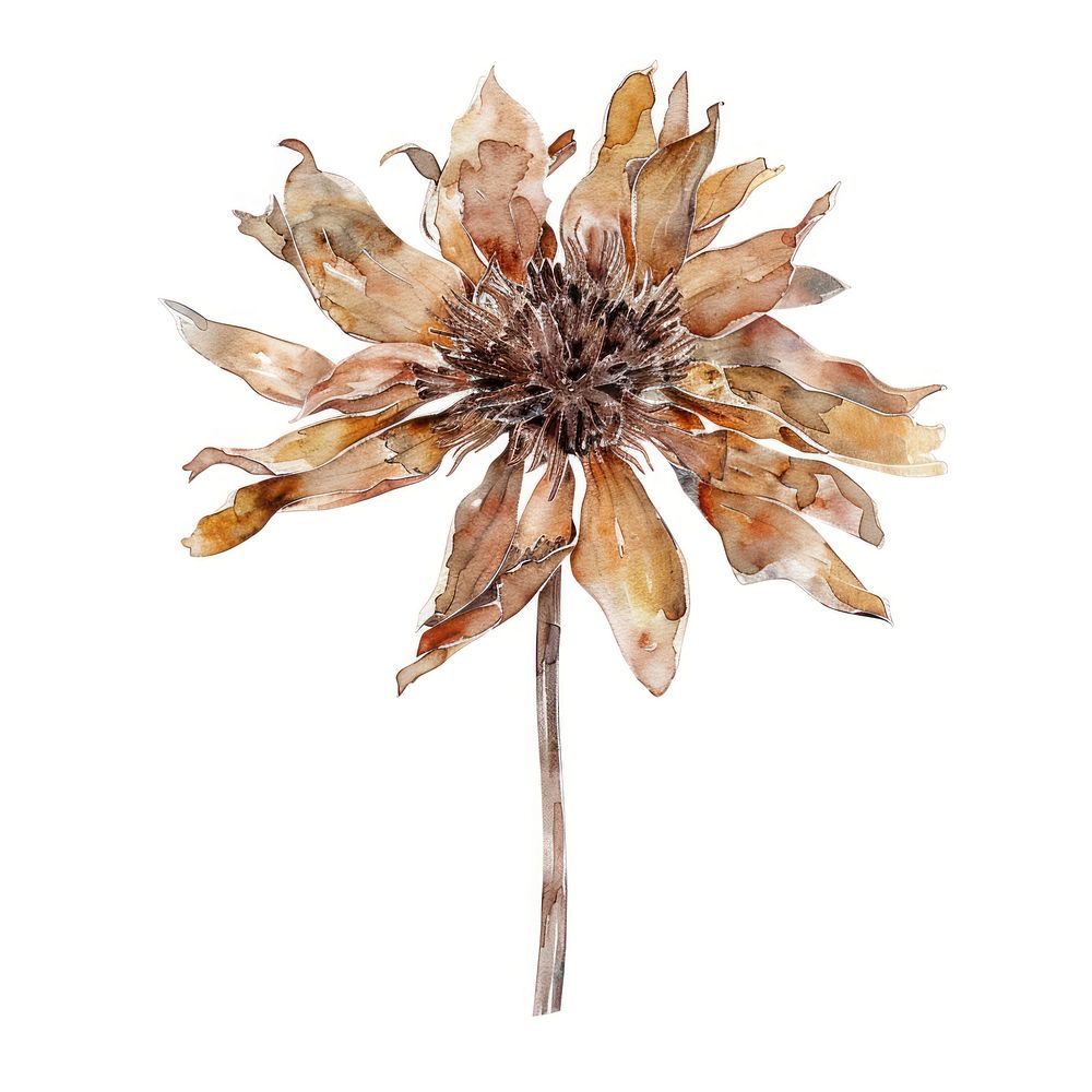 Dried flower accessories asteraceae accessory.