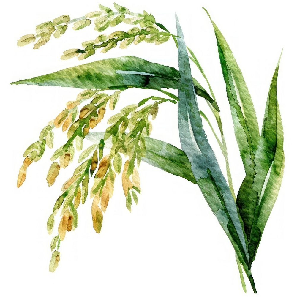 Rice vegetation produce herbal.