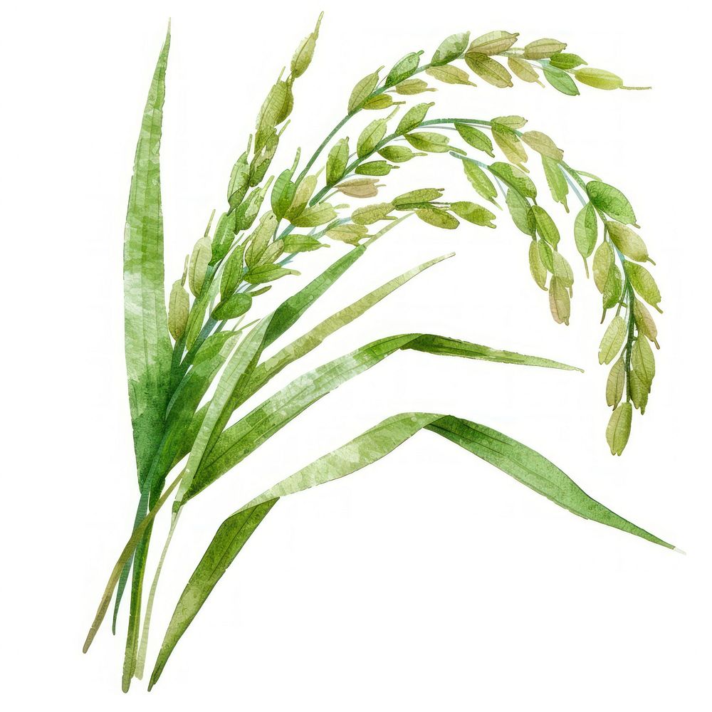 Rice agropyron produce grass.