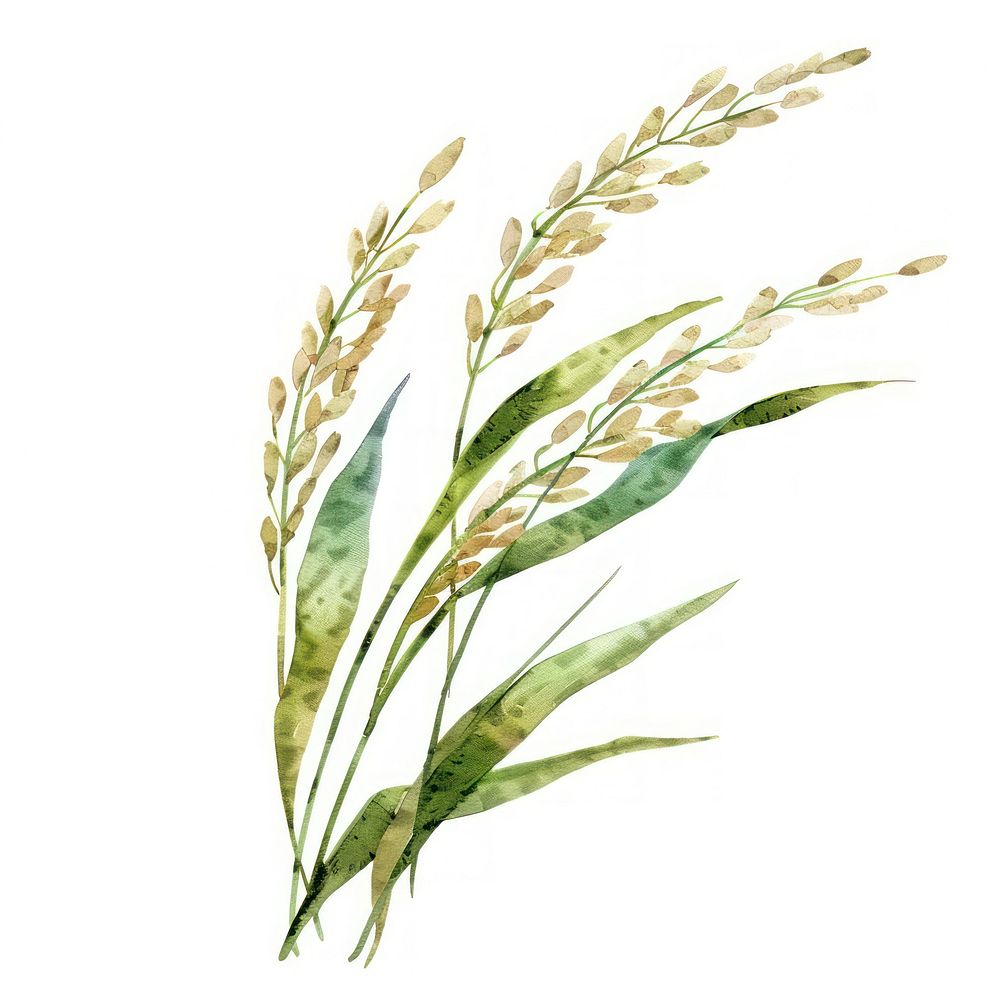 Rice agropyron produce grass.