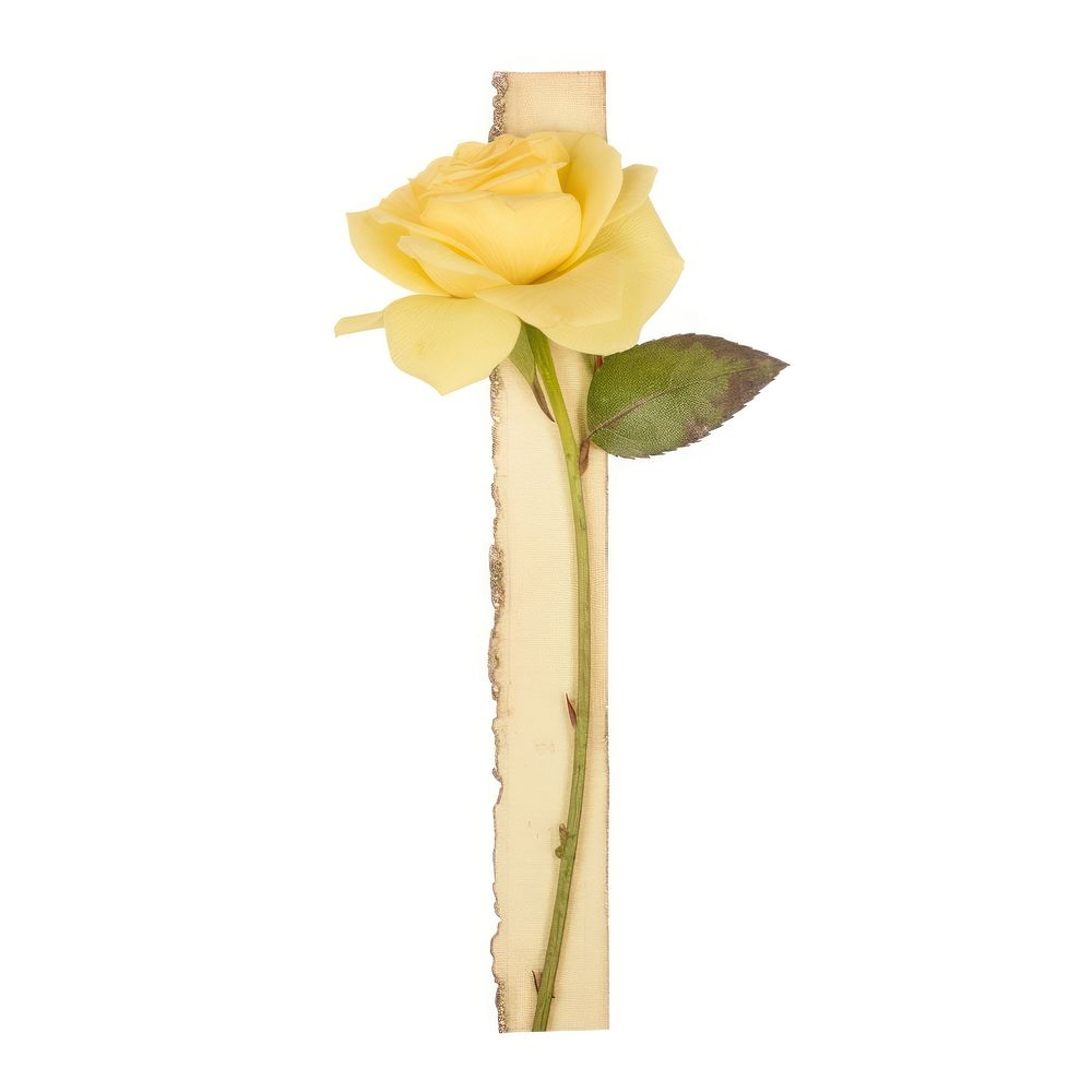 Yellow rose ephemera blossom flower symbol.