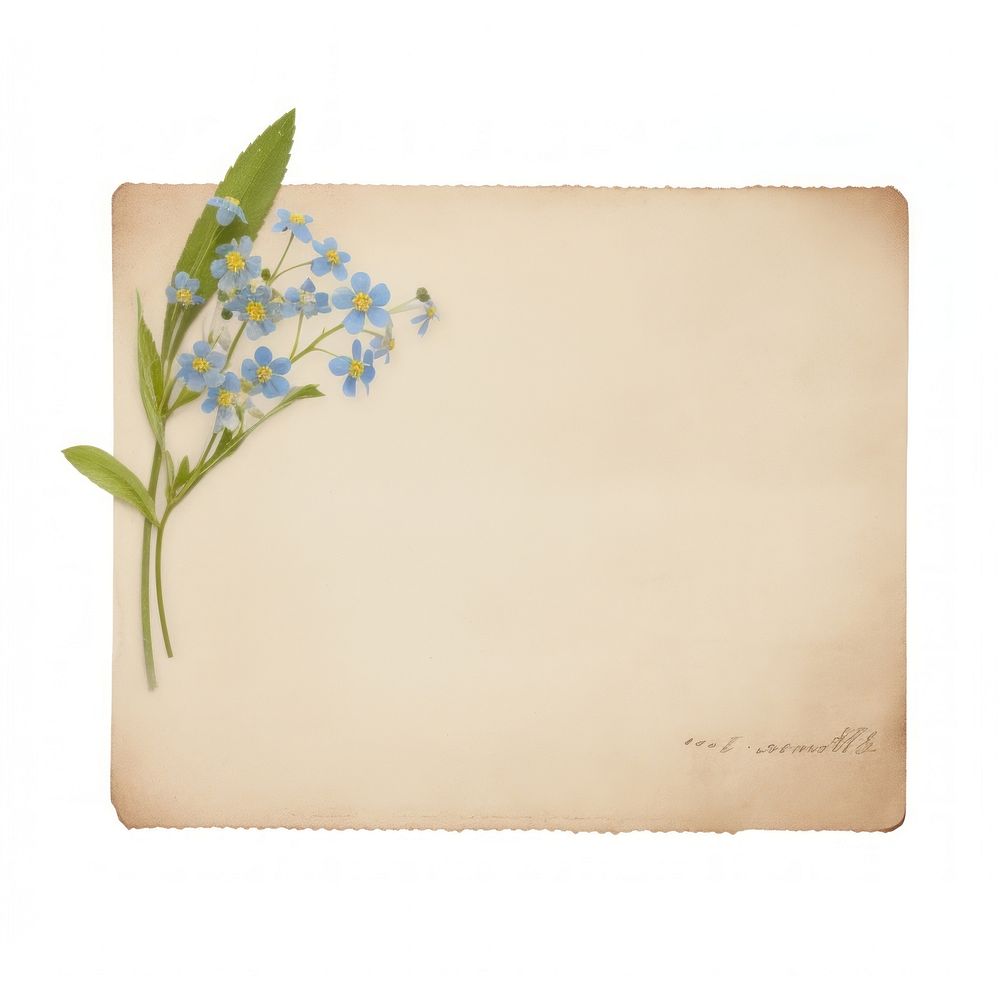 Forget me not ephemera envelope painting blossom.