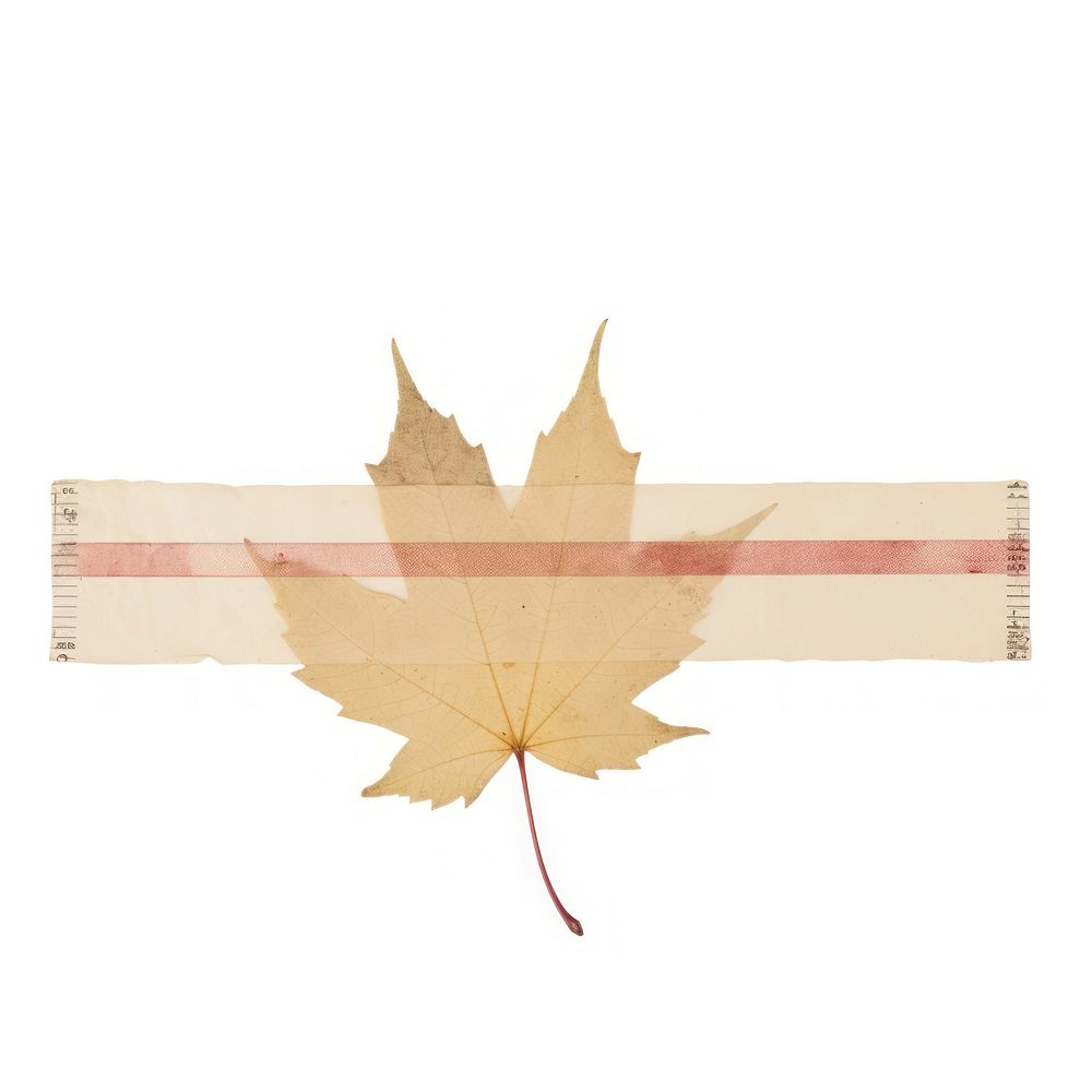 Maple leaf ephemera symbol plant cross.