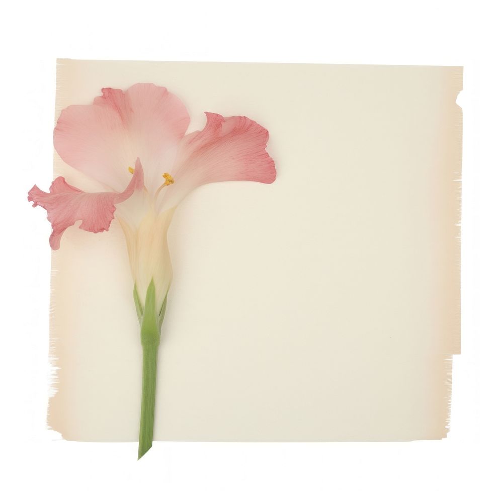 Gladiolus ephemera blossom flower canvas.