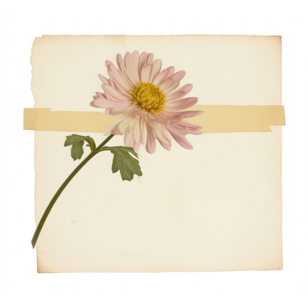 Chrysanthemum ephemera asteraceae letterbox envelope.