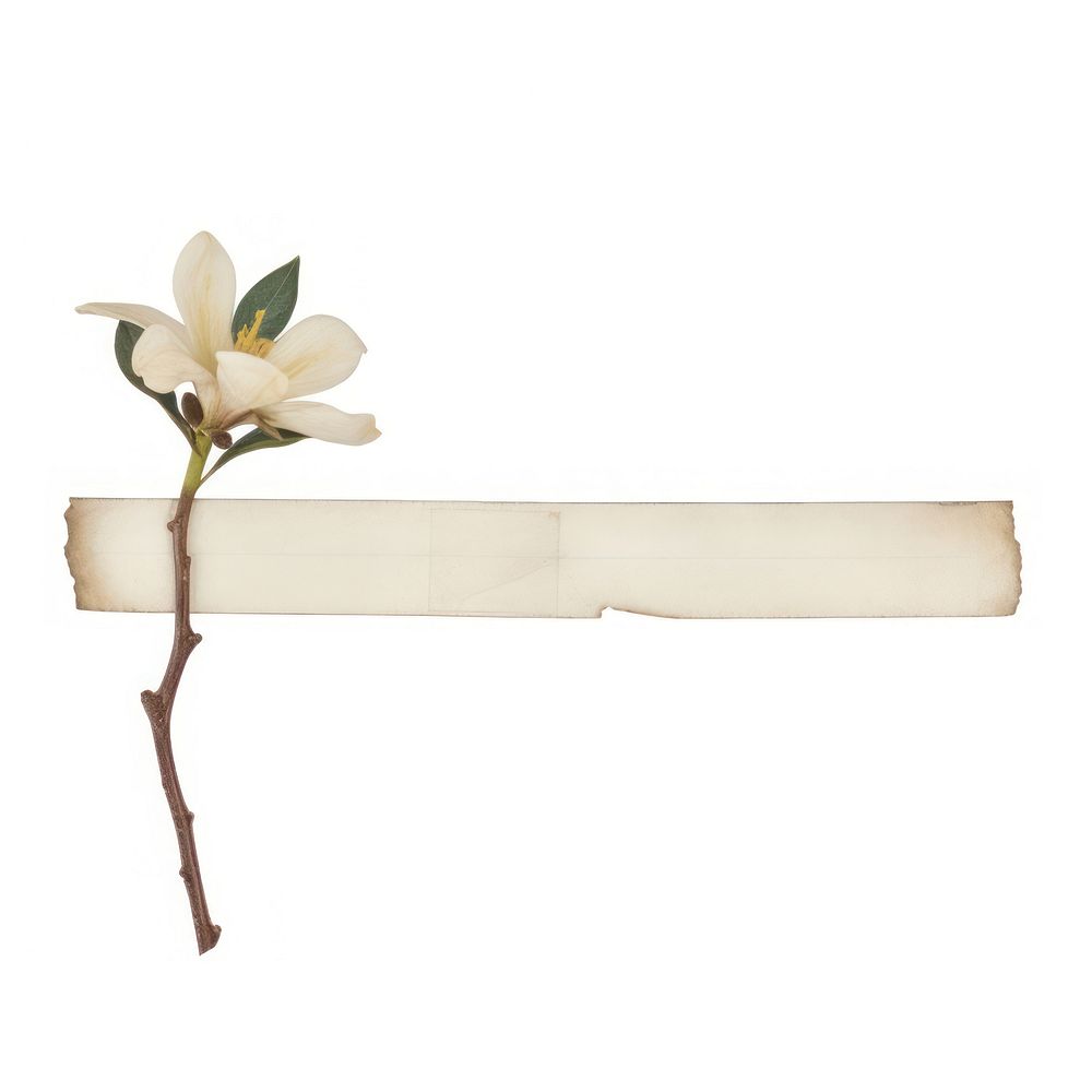 Magnolia ephemera accessories accessory blossom.