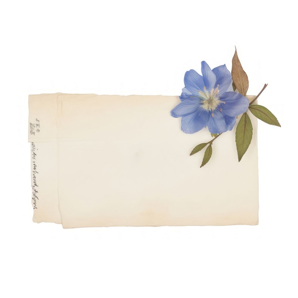 Blue flower ephemera letterbox anemone blossom.