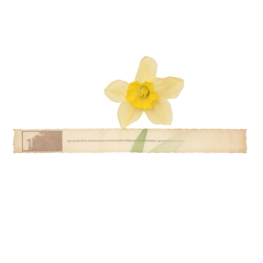 Narcissus ephemera daffodil blossom cricket.