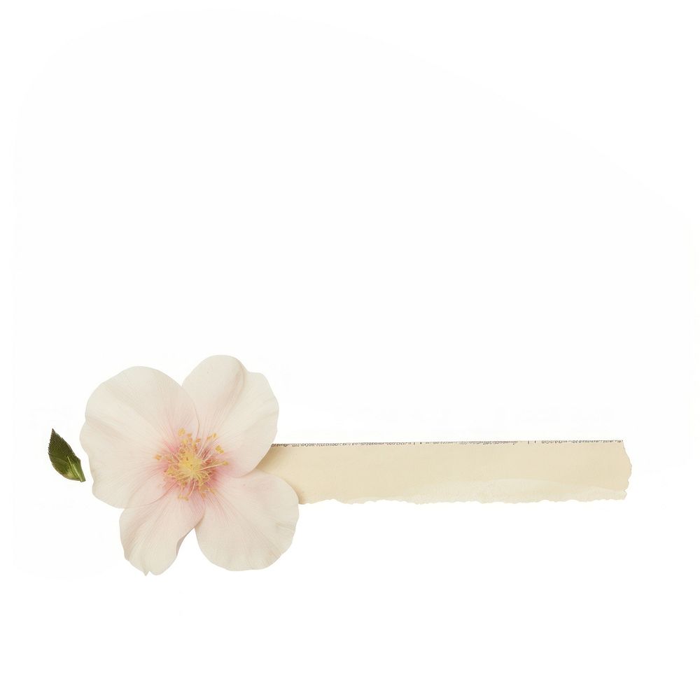 Rose of sharon ephemera accessories accessory anemone.