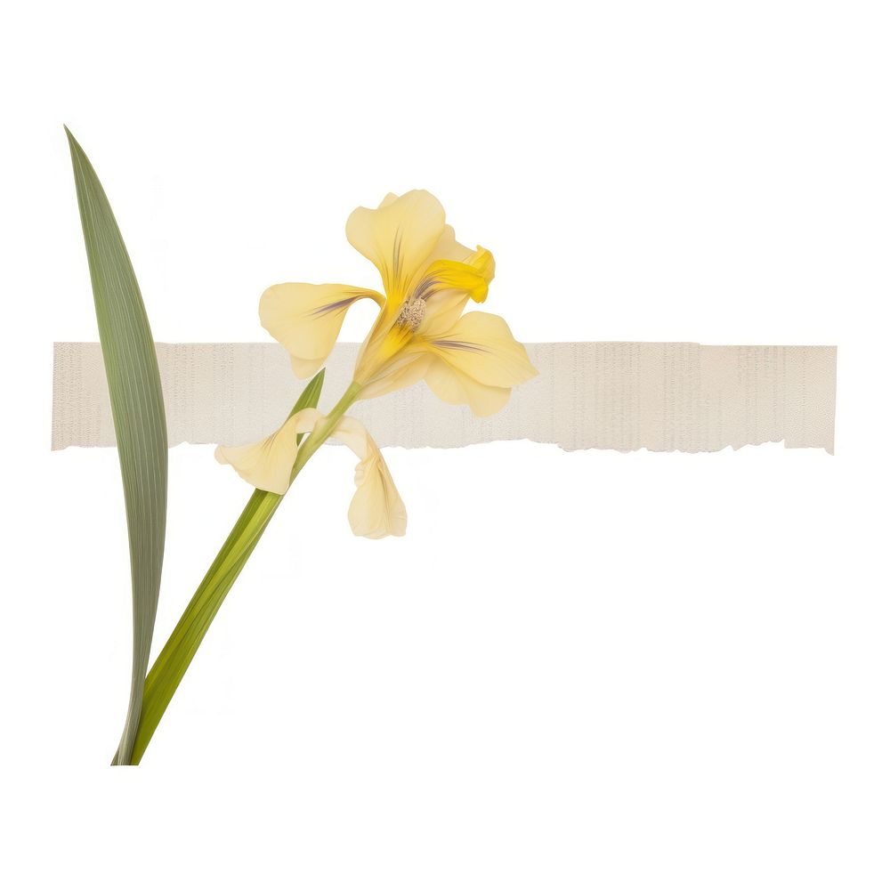Iris ephemera gladiolus daffodil blossom.