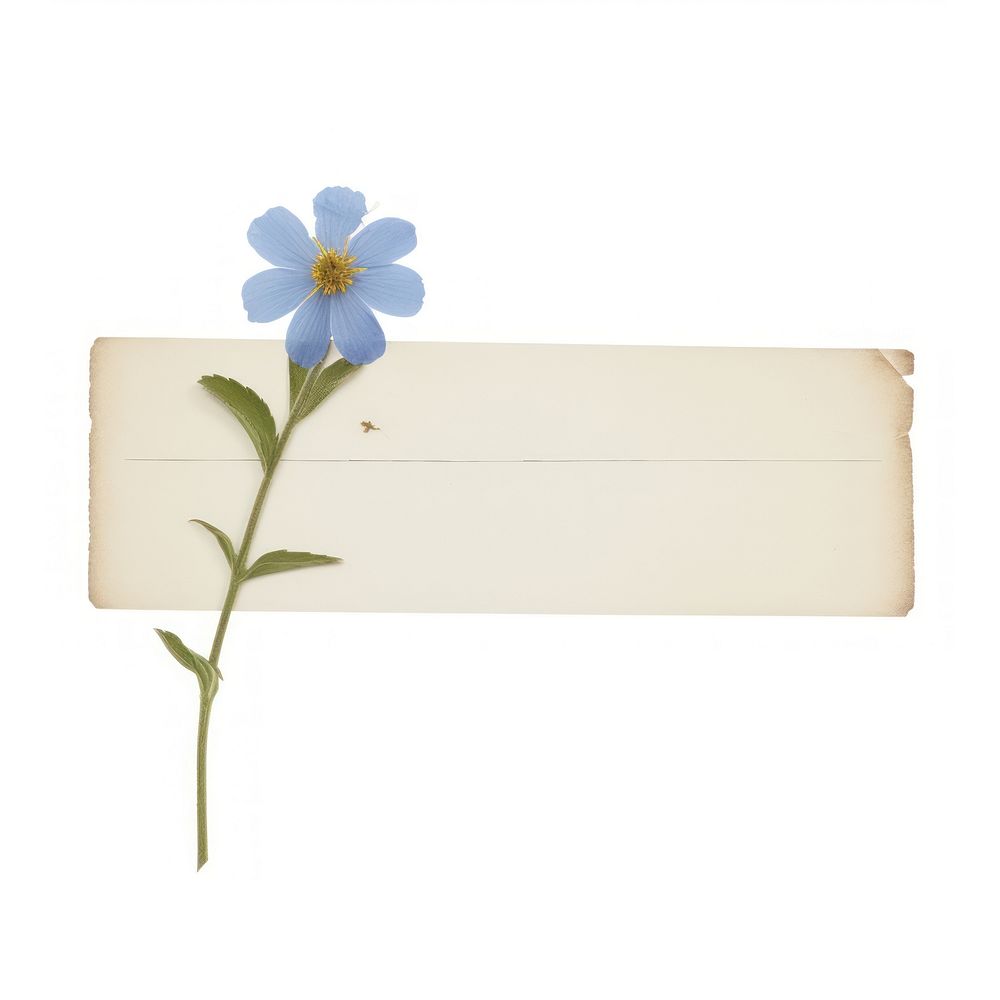 Blue flower ephemera asteraceae letterbox envelope.