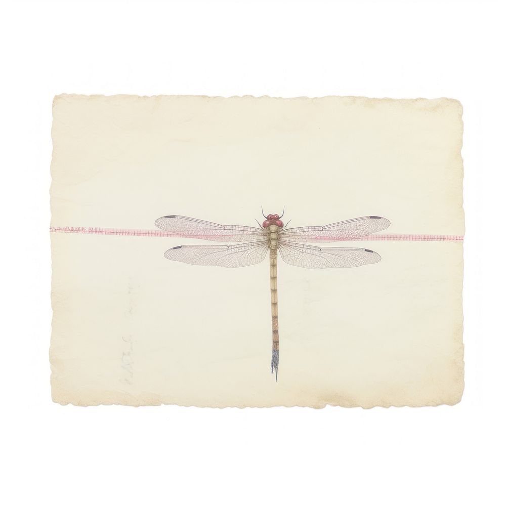 Dragonfly ephemera invertebrate anisoptera animal.