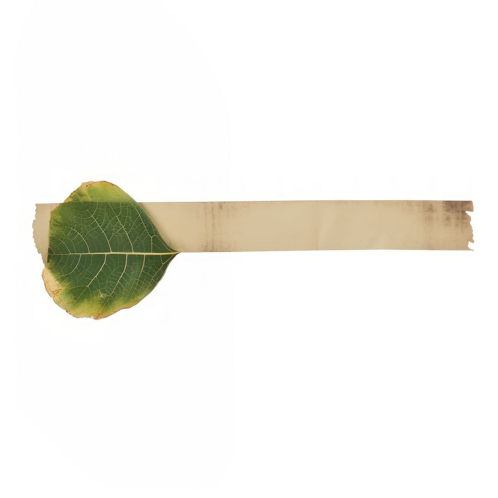 Fig leaf ephemera weaponry cutlery produce.