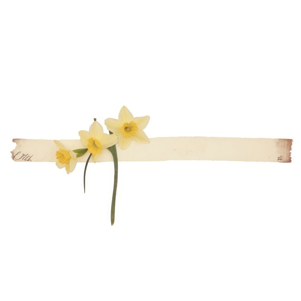 Narcissus ephemera appliance daffodil blossom.