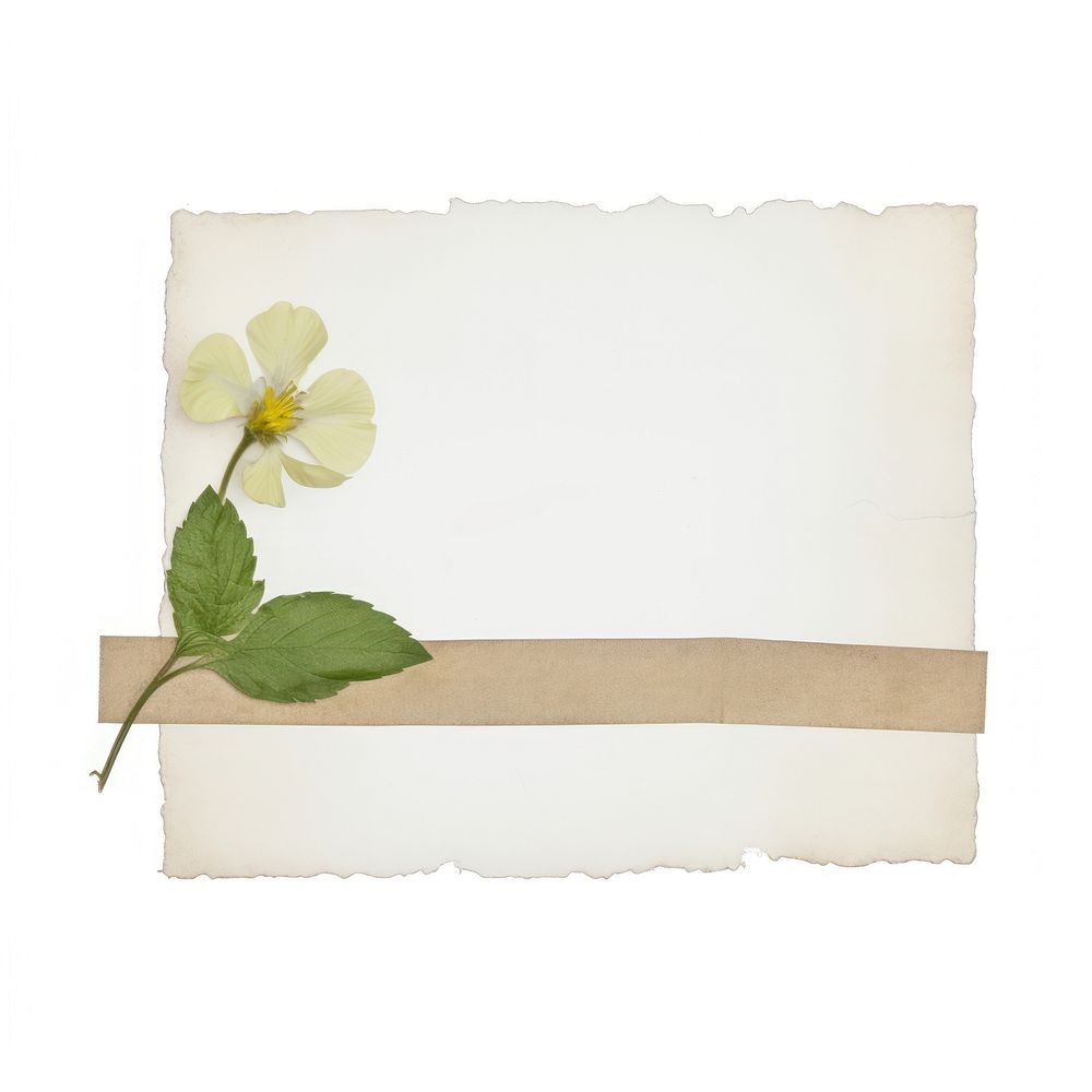 Green flower ephemera paper envelope blossom.