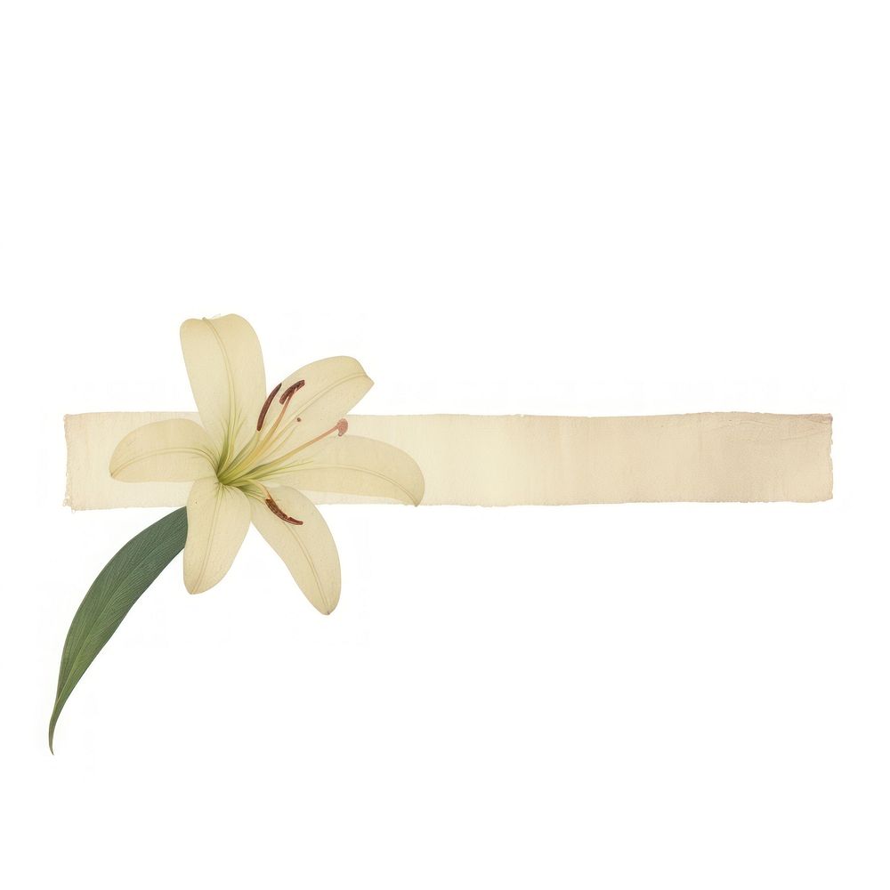 Lily flower plant paper white.
