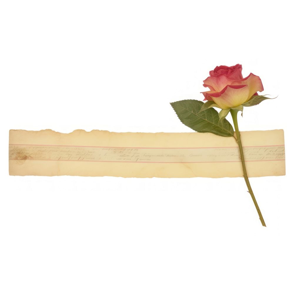 Rose flower plant paper.