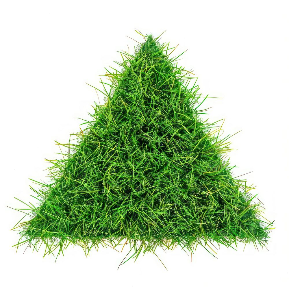 Triangle shape grass seasoning plant abies.
