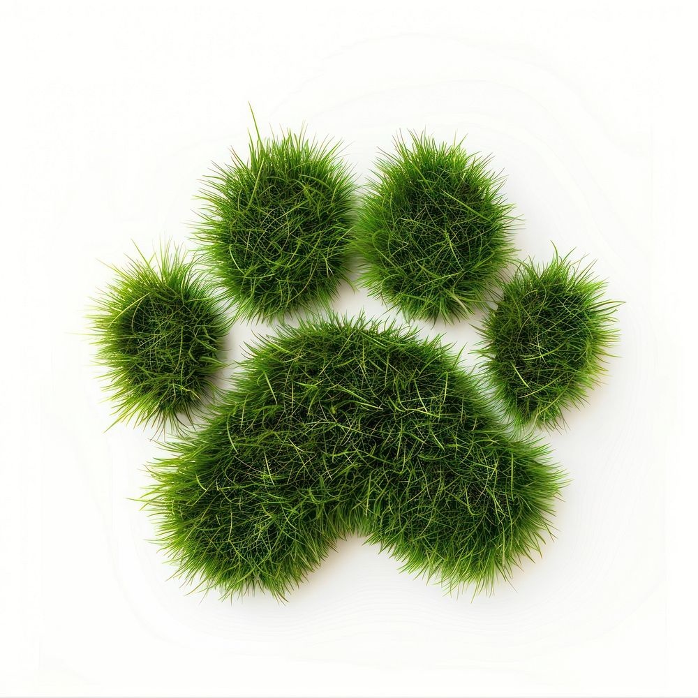 Paw shape grass seasoning plant moss.