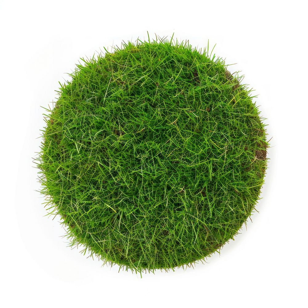 Ring shape lawn grass plant moss.