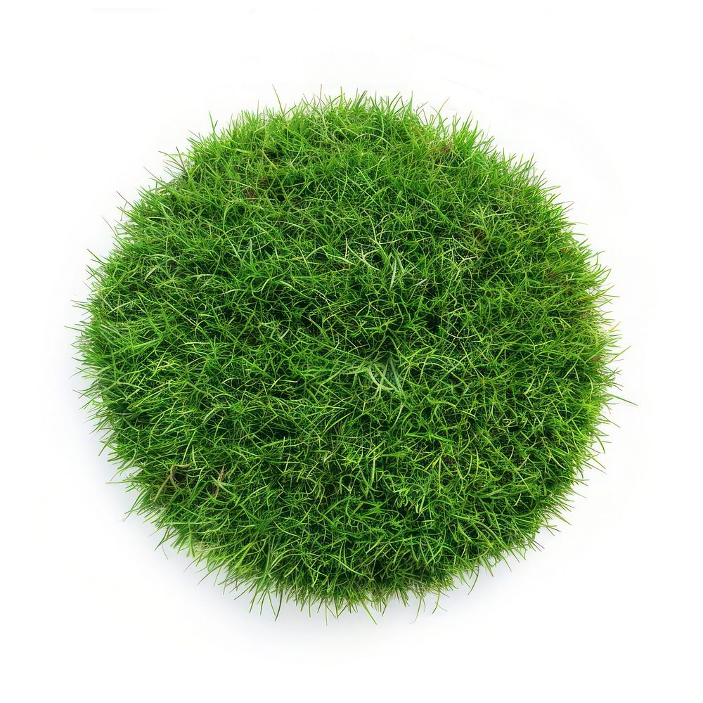 Ring shape lawn grass seasoning plant.