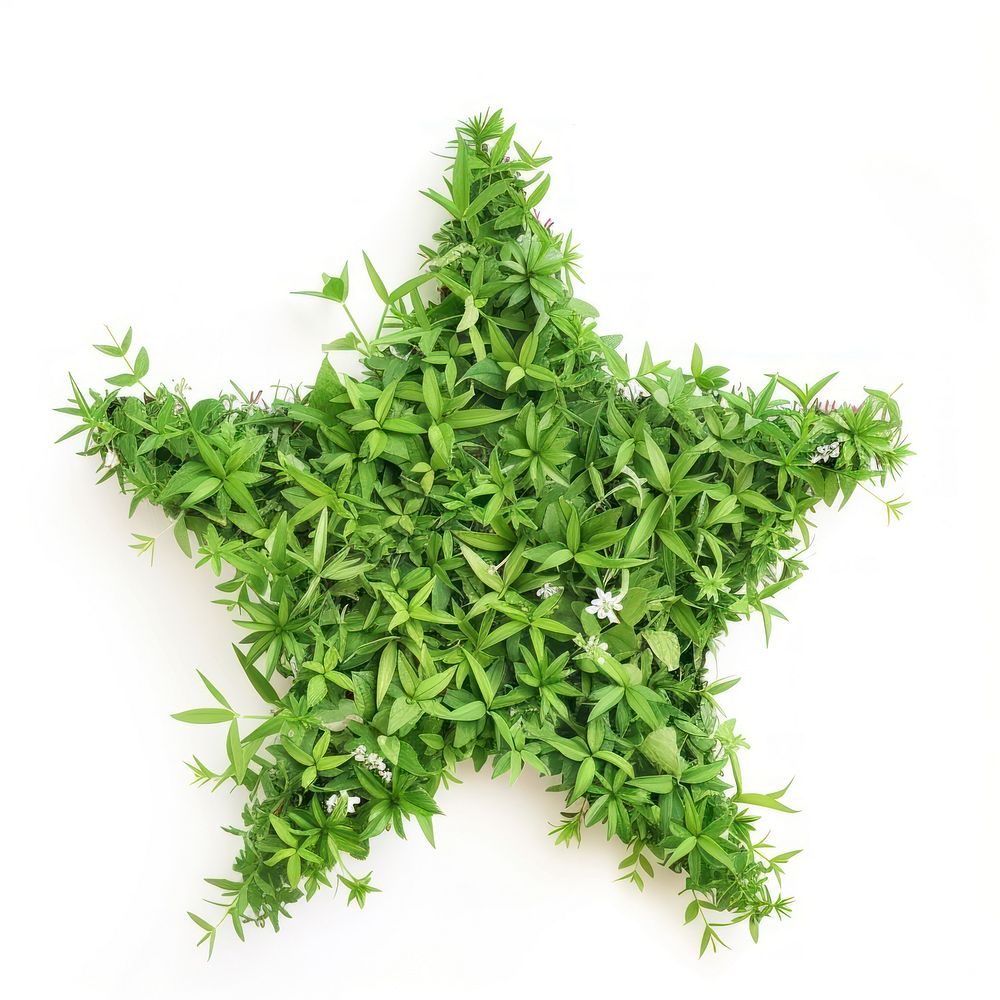 Star shape lawn herbal herbs plant.