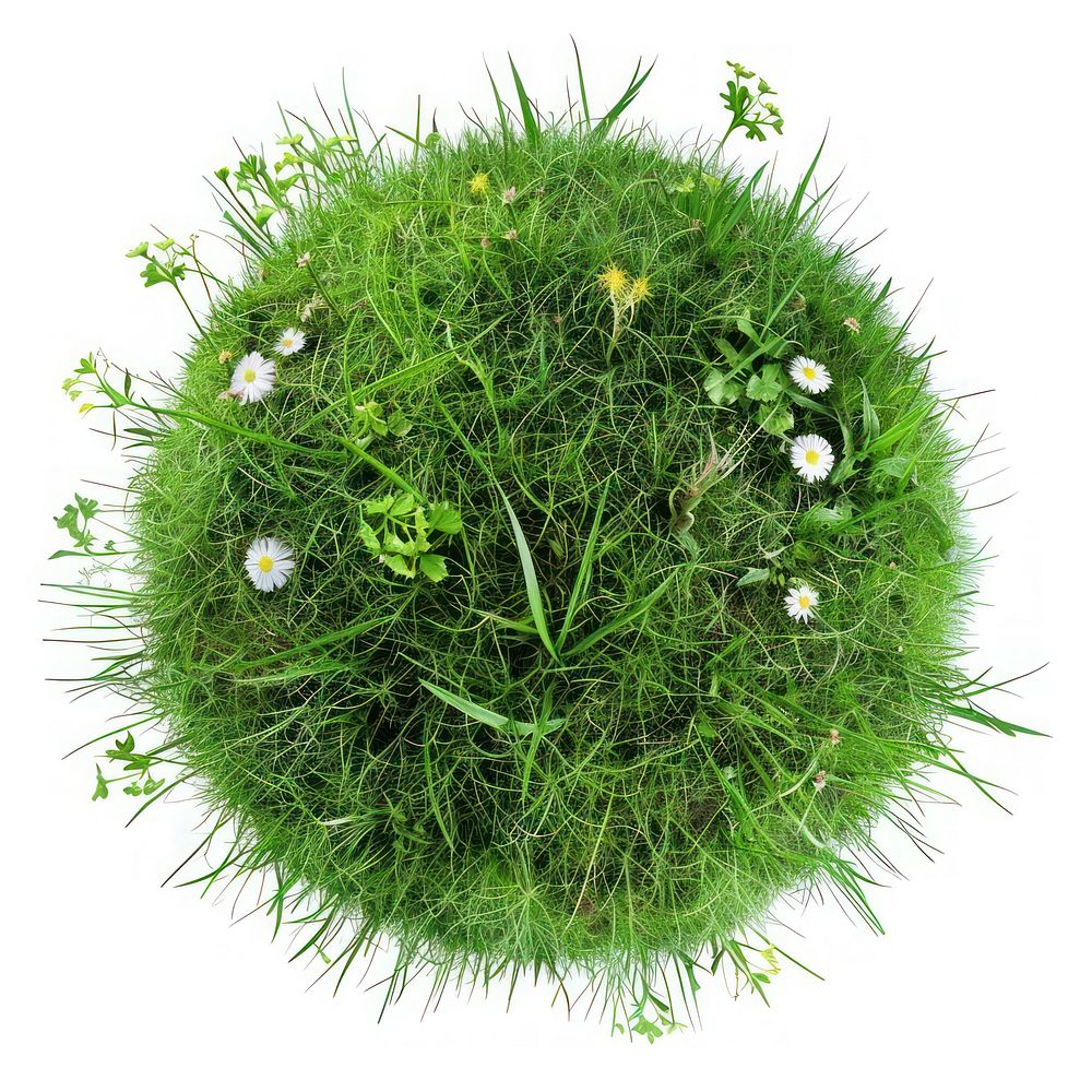 Globe shape grass flower green blossom.
