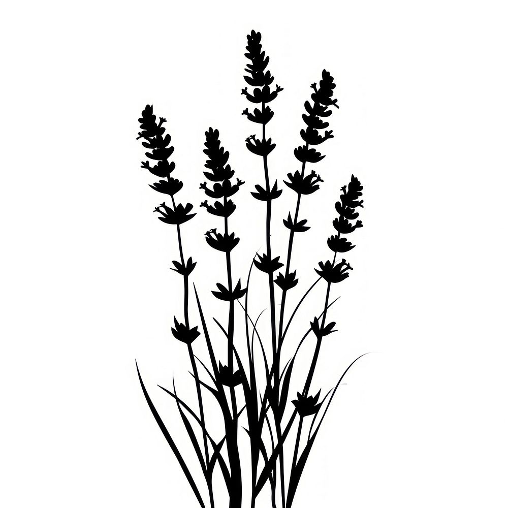 Lavender silhouette art illustrated drawing.