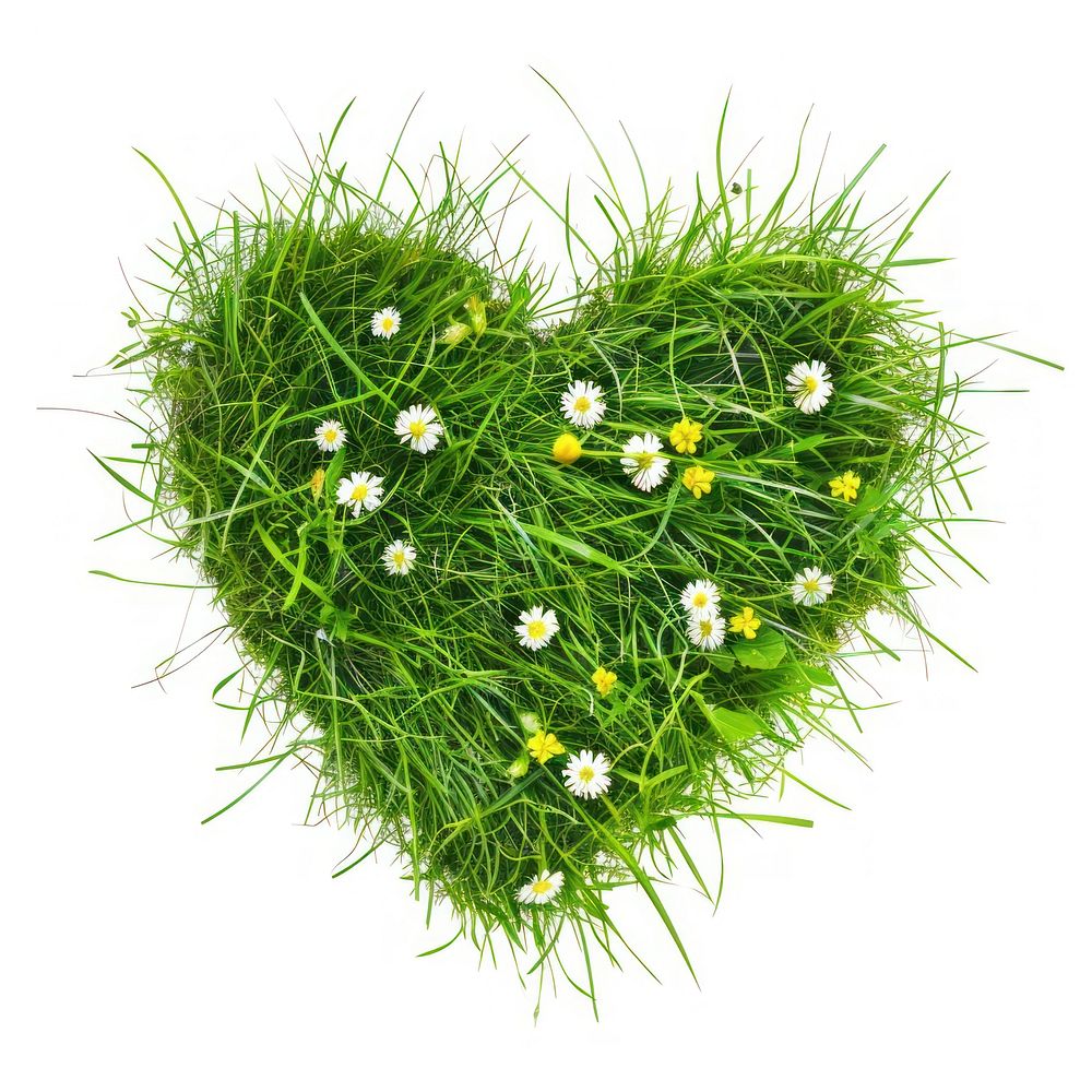 Heart shape lawn flower grass asteraceae.