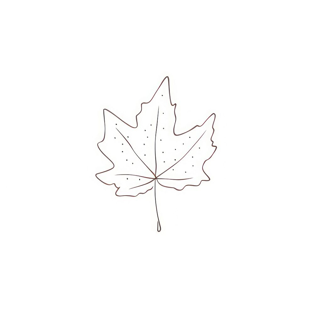Maple leaf plant tree.