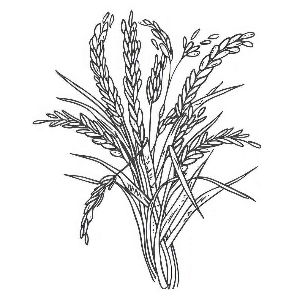 Organic rice doodle illustrated drawing sketch.