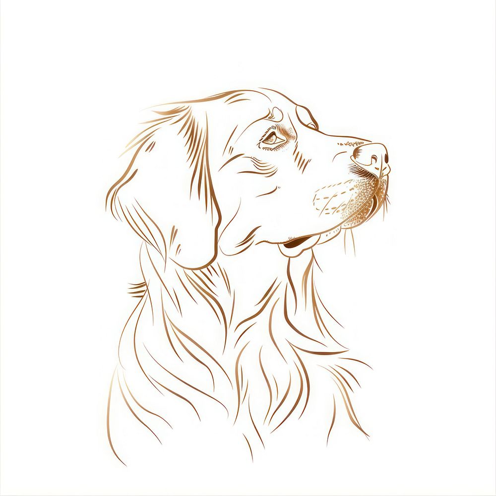 Golden retriever doodle drawing animal sketch.