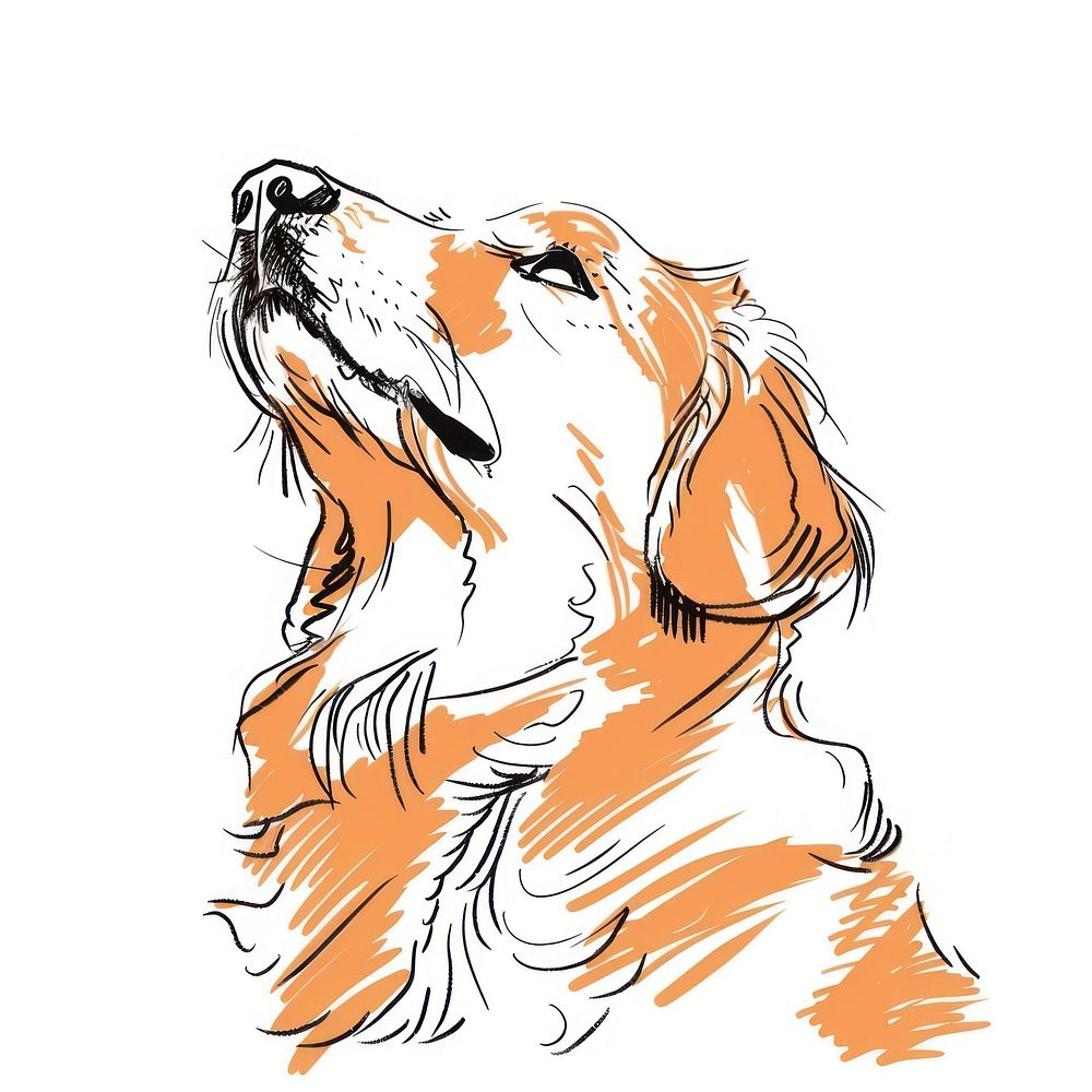 Golden retriever doodle drawing animal mammal.