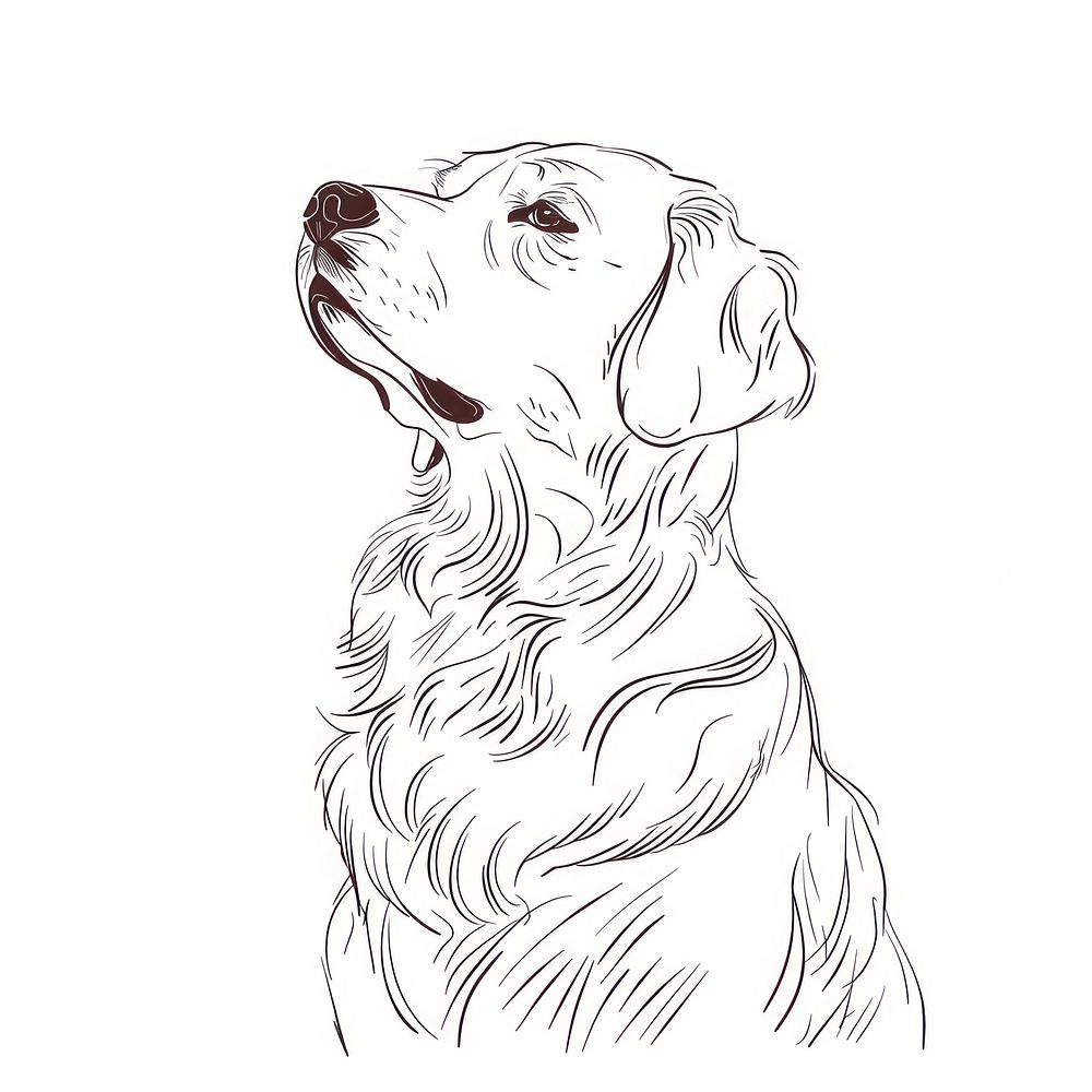 Golden retriever doodle drawing animal mammal.