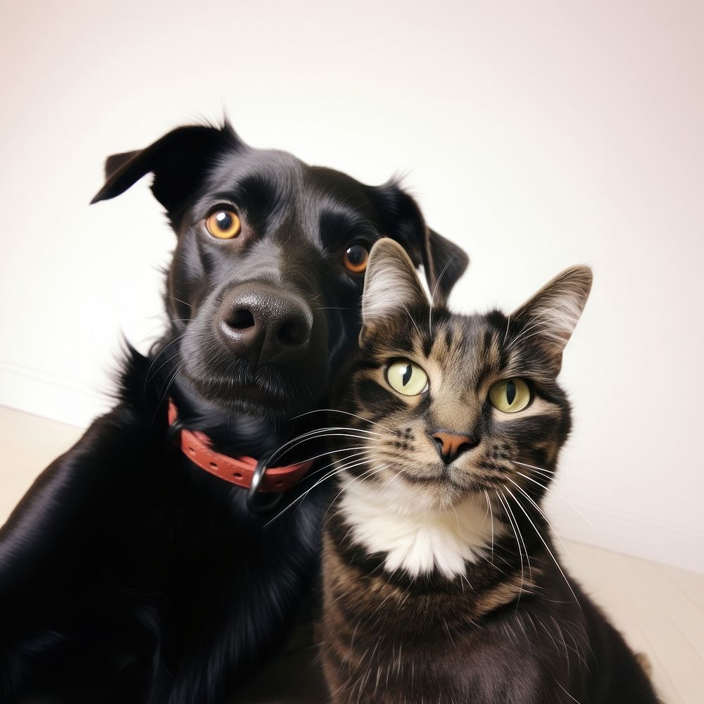Selfie together cat and dog mammal animal pet.