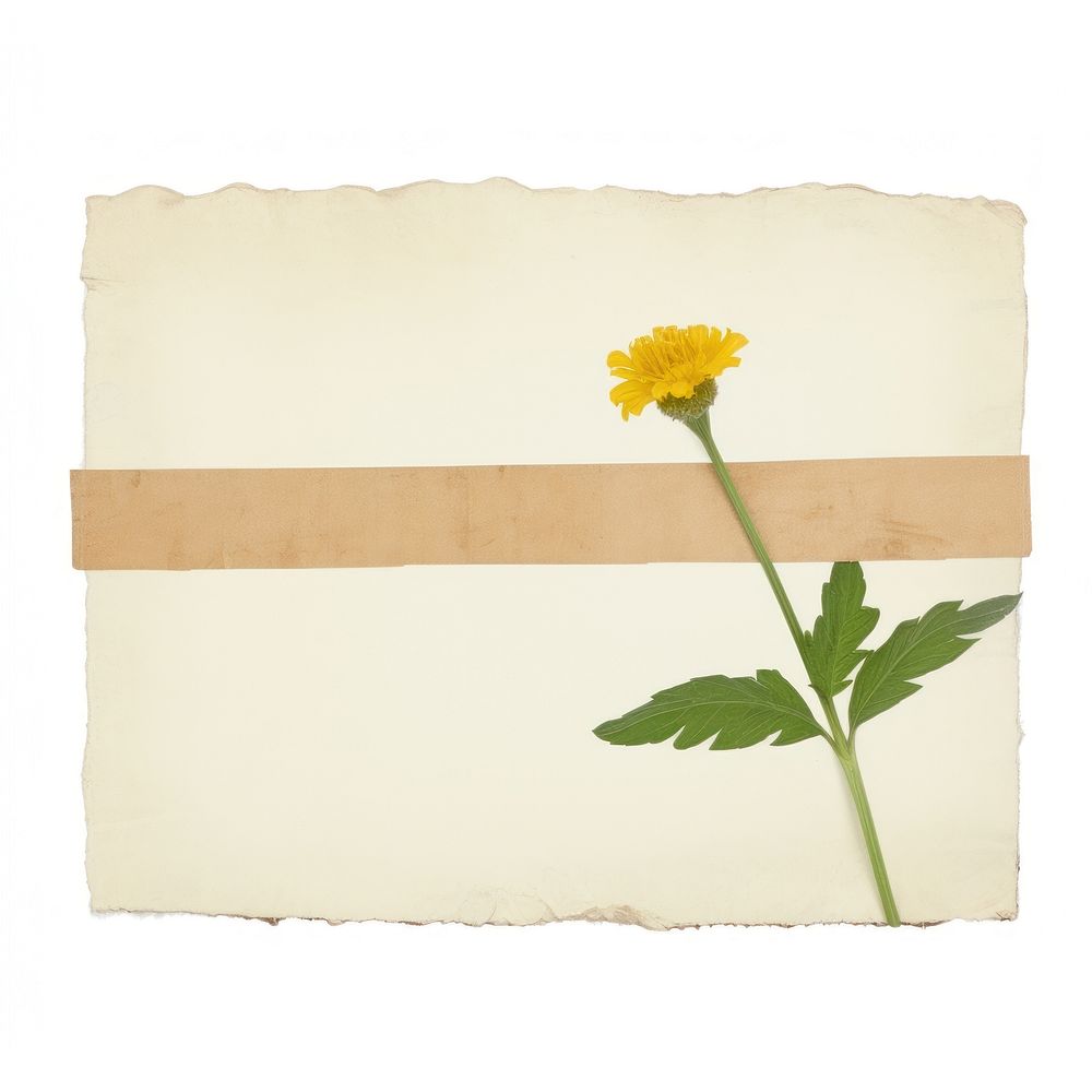 Sunflower plant petal paper.