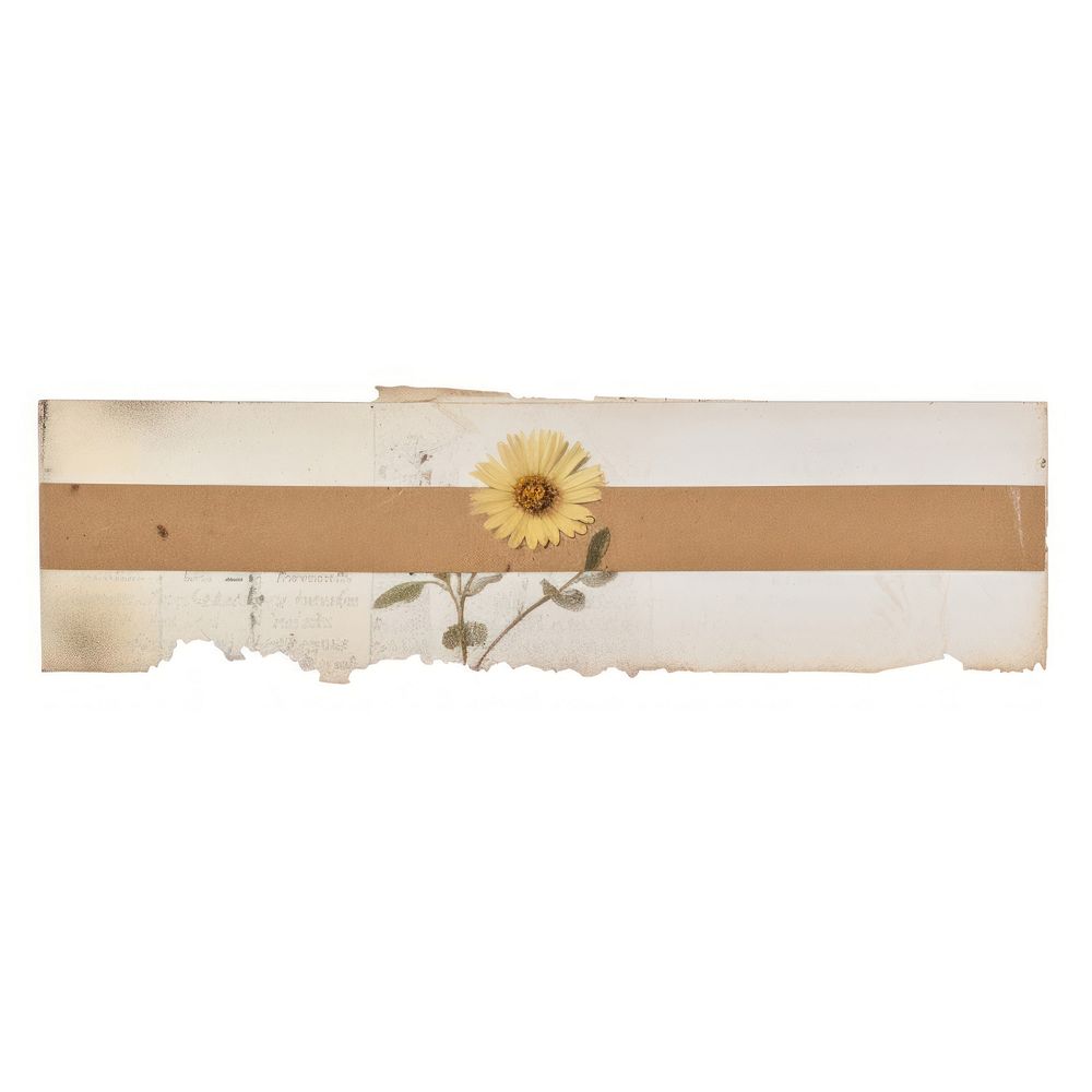 Daisy sunflower plant paper.