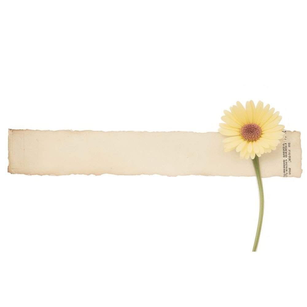 Gerbera sunflower plant paper.